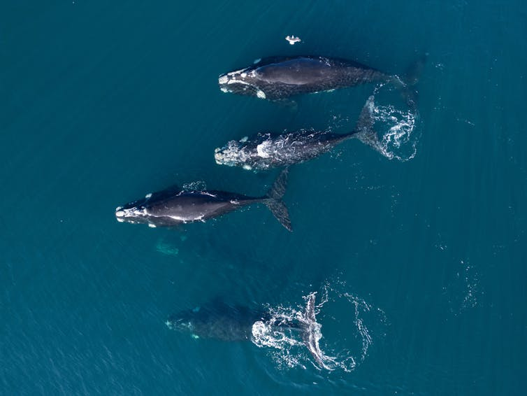 aerial view of four Southern right whales swimming together at surface aerial view of four Southern right whales swimming together at surface