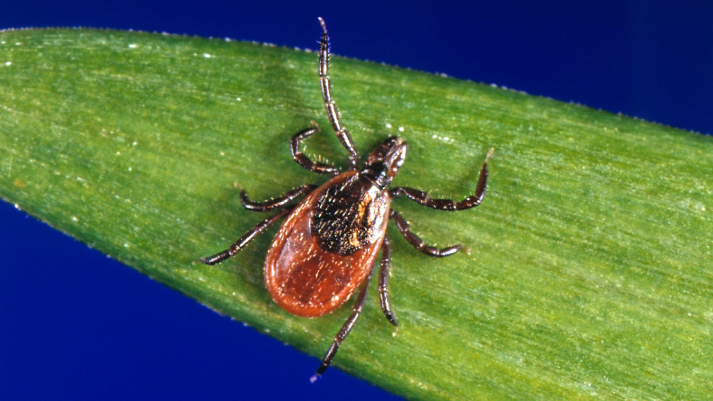 Blacklegged Tick Surveillance | Ticks | CDC