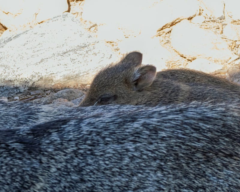 20251207-MBYJavelina-53-Edit.jpg 20251207-MBYJavelina-53-Edit.jpg