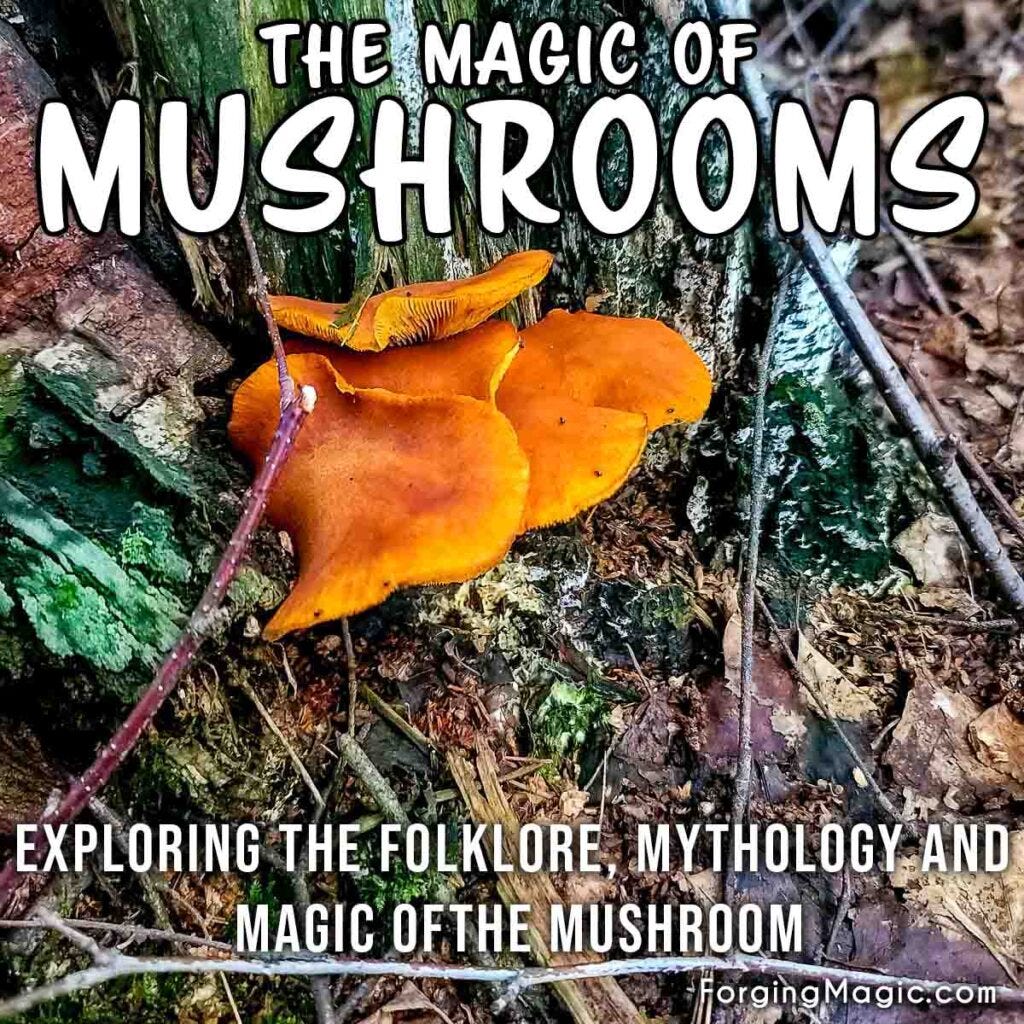 Magic Mushrooms Magic Mushrooms