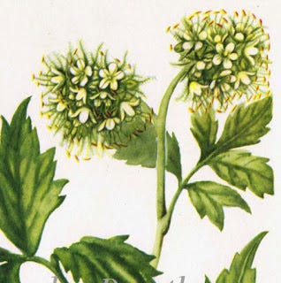 From the Spring Foraging Cookbook: Watercress, Mountain Watercress and Water Leaf