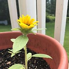 Rooting around in another kind of garden
