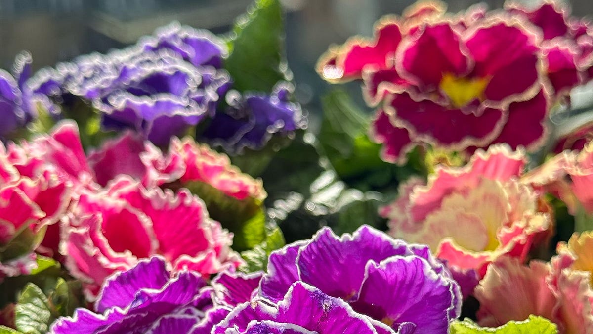 A new seed-raised Primrose to spice up winter plantings: Flamenco