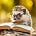 Pettee Memorial Library's avatar