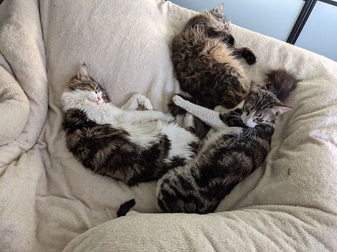 Three pictures of cats in varying states of play and relaxation. Joi, the short-haired grey mackerel tabby is featured in each. 
