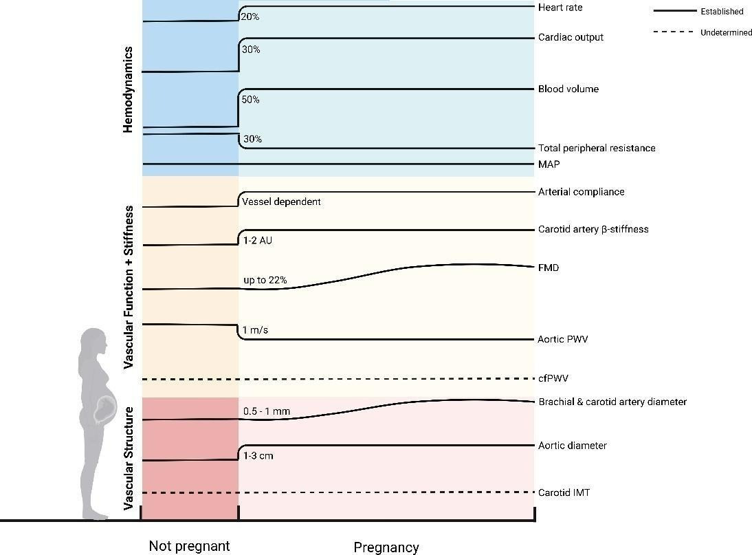 This figure showcases the changes that happen to the heart and arteries when someone becomes pregnant.