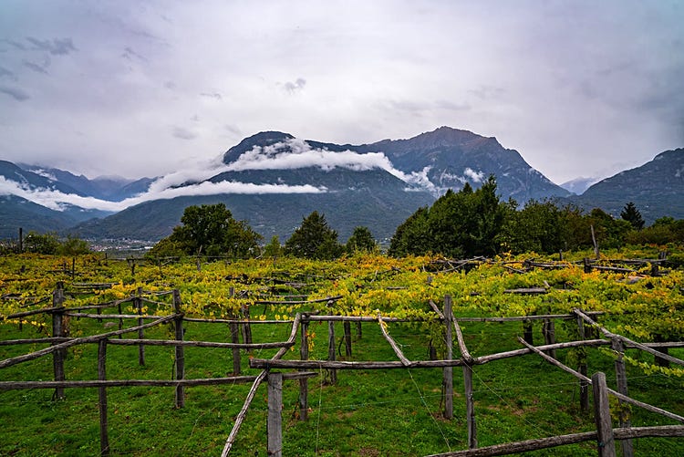 The Italian-Swiss Alps loom over pergola trained vineyards in the Val d'Ossola in this image from Prünent, the Heroic Nebbiolo, by DEA, a small family producer of wine, honey, and saffron in the Val d'Ossola.