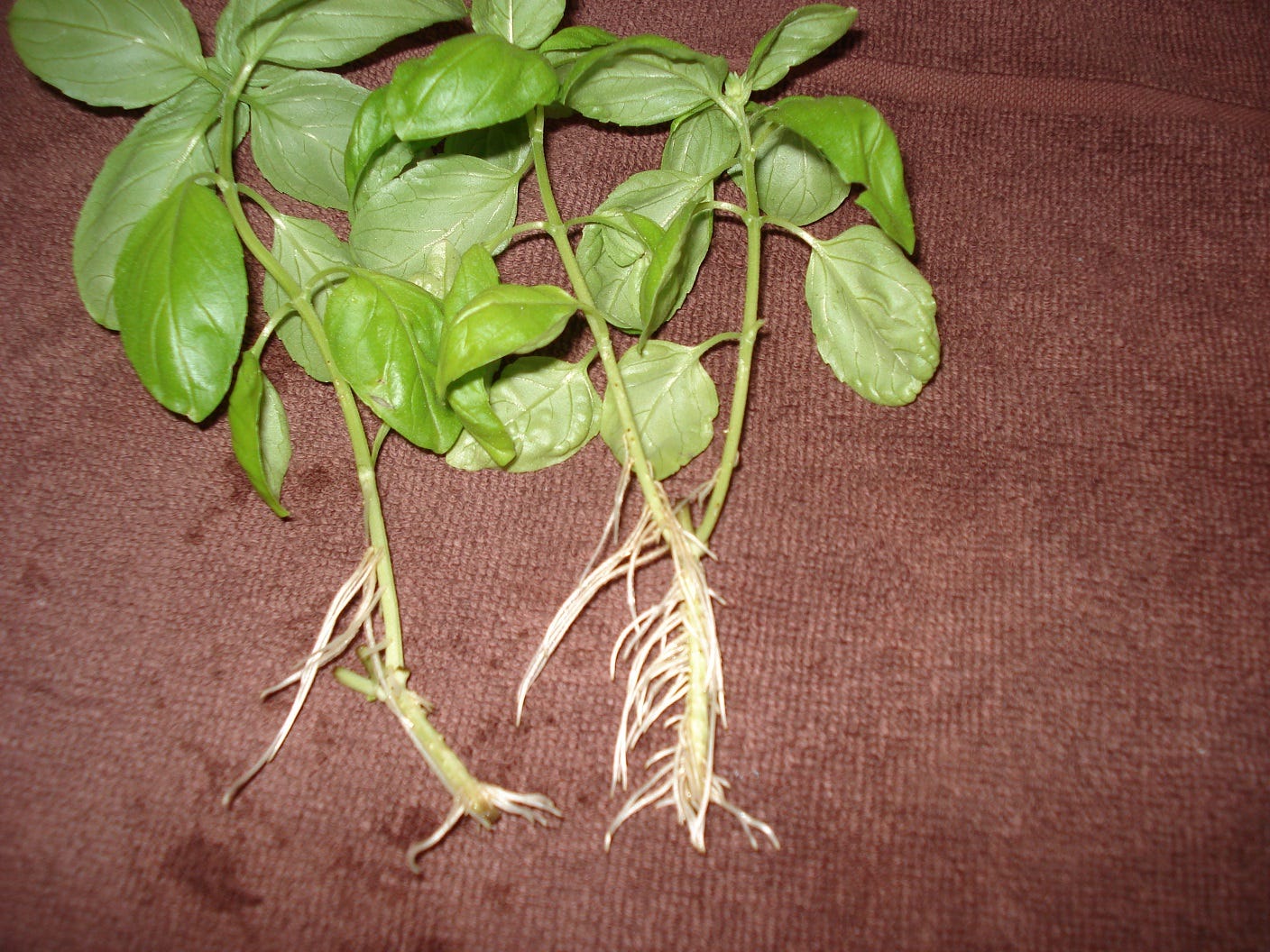 Basilic