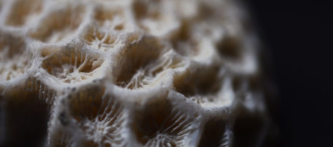 a close up of a white coral on a black background