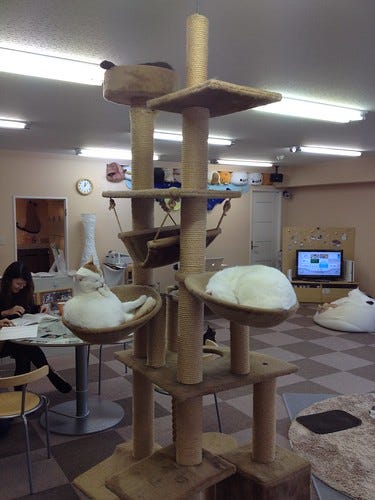 Cat Cafe Tokyo Cat Cafe Tokyo
