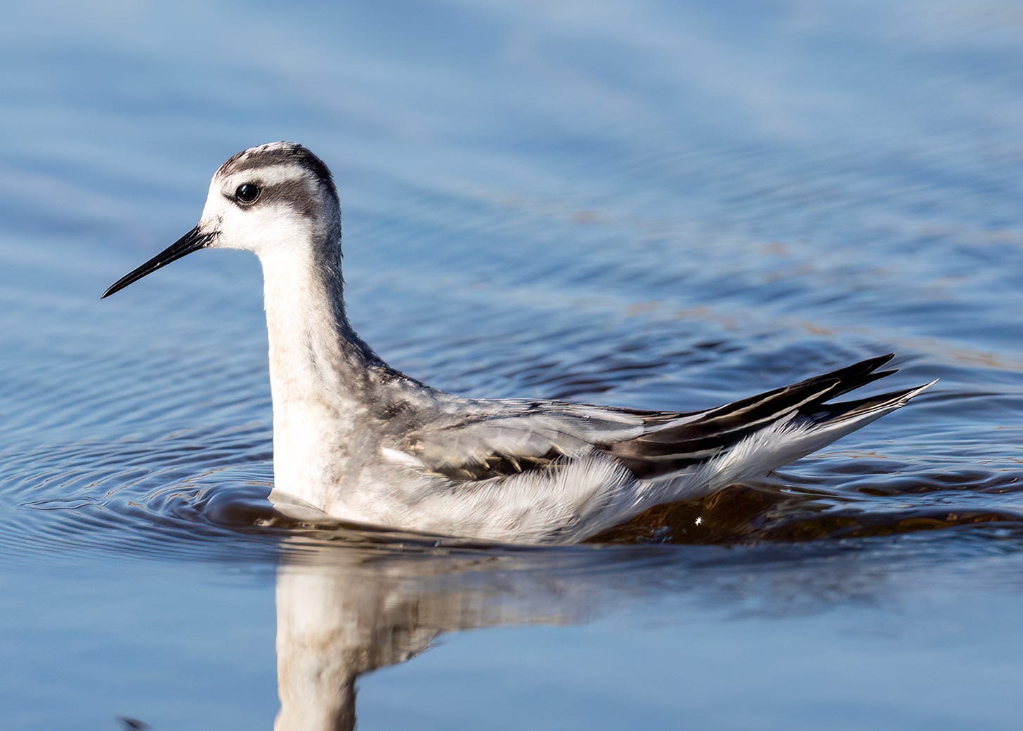 A colour photograph of a bird swimming on calm water. The bird has a thin, sharp, black beak. It's plumage is white, grey and black, including grey streaks over the top of its head and across its eye.