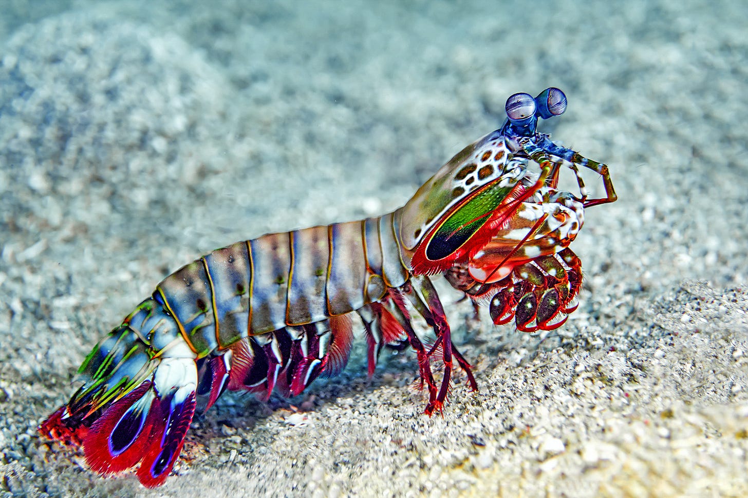 Beautiful, Terrifying Mantis Shrimp – Home