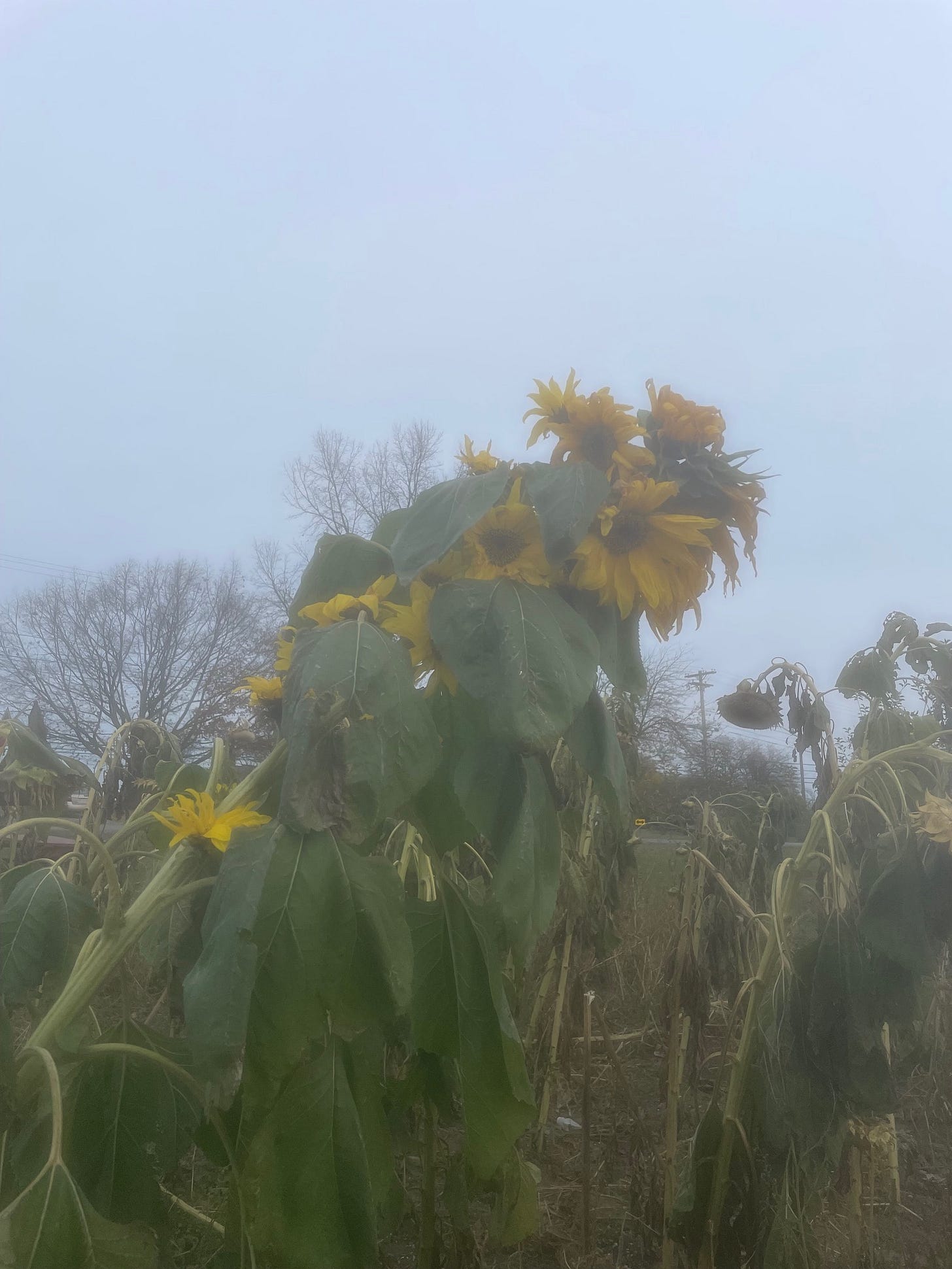 Dying sunflowers in a field, framed by a gray sky.