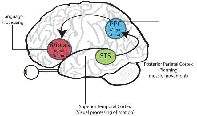 Mirror-Neurons-System-640x377.jpg