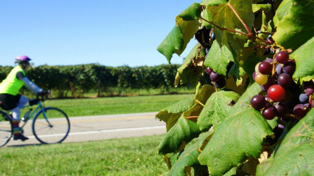 Vineyards along the shores of Lake Erie. Vineyards along the shores of Lake Erie.