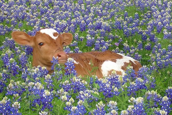 Taurus Season: Horoscopes & More