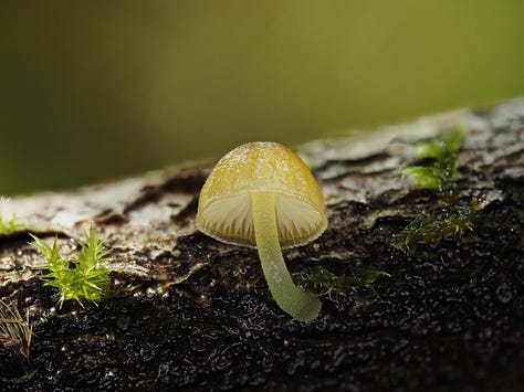 yellow mushroom on wood