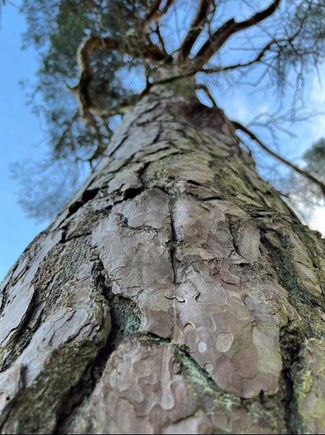 Three images of a tall pine tree, focusing on its rough bark