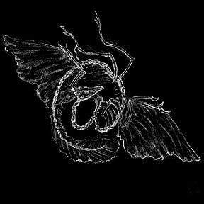 Of Flightless Doves