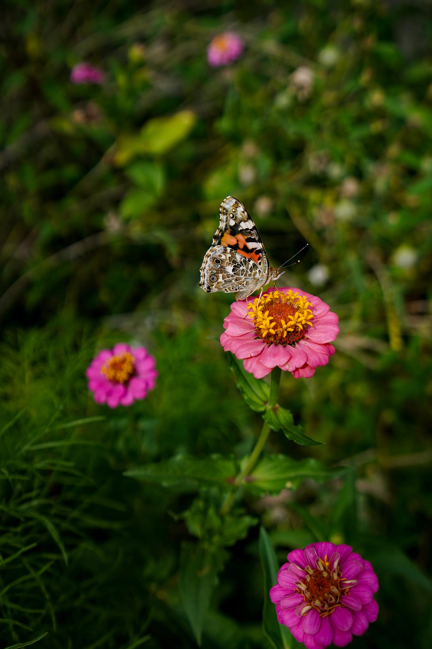 Painted Lady butterfly on hot pink Zinnias in my garden
