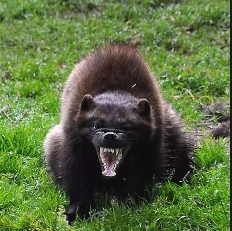 Pin by Xeno Phrenia on Oh I like that - 15 | Wolverine animal, Rare ...
