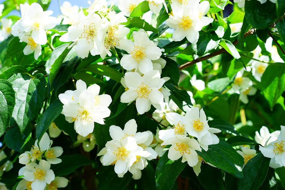 Free photos of Mock orange