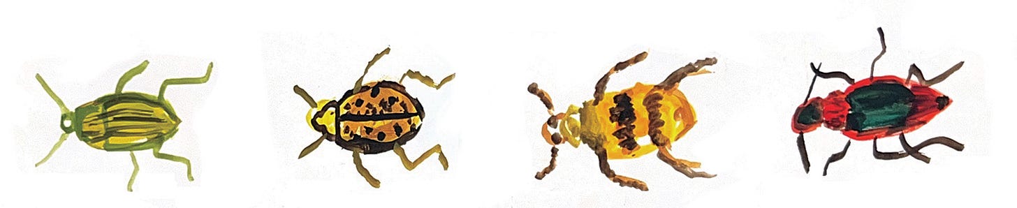 beetles illustrated by beth spencer
