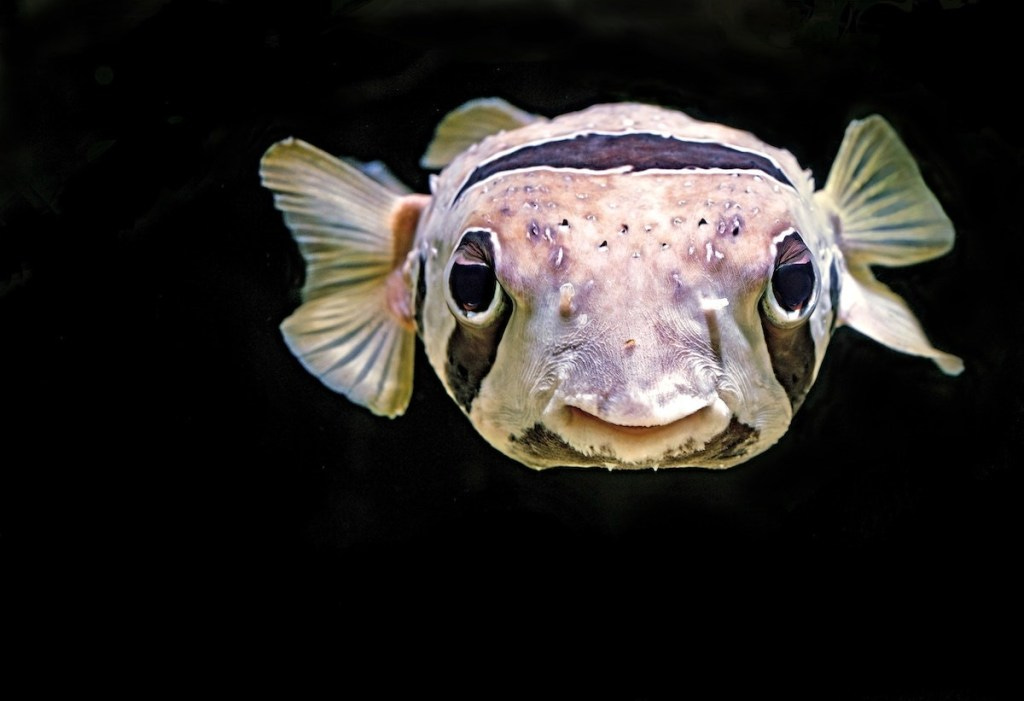 picture of a salt water fish picture of a salt water fish