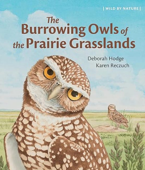 The Burrowing Owls of the Prairie Grasslands by Deborah Hodge, illustrated by Karen Reczuch