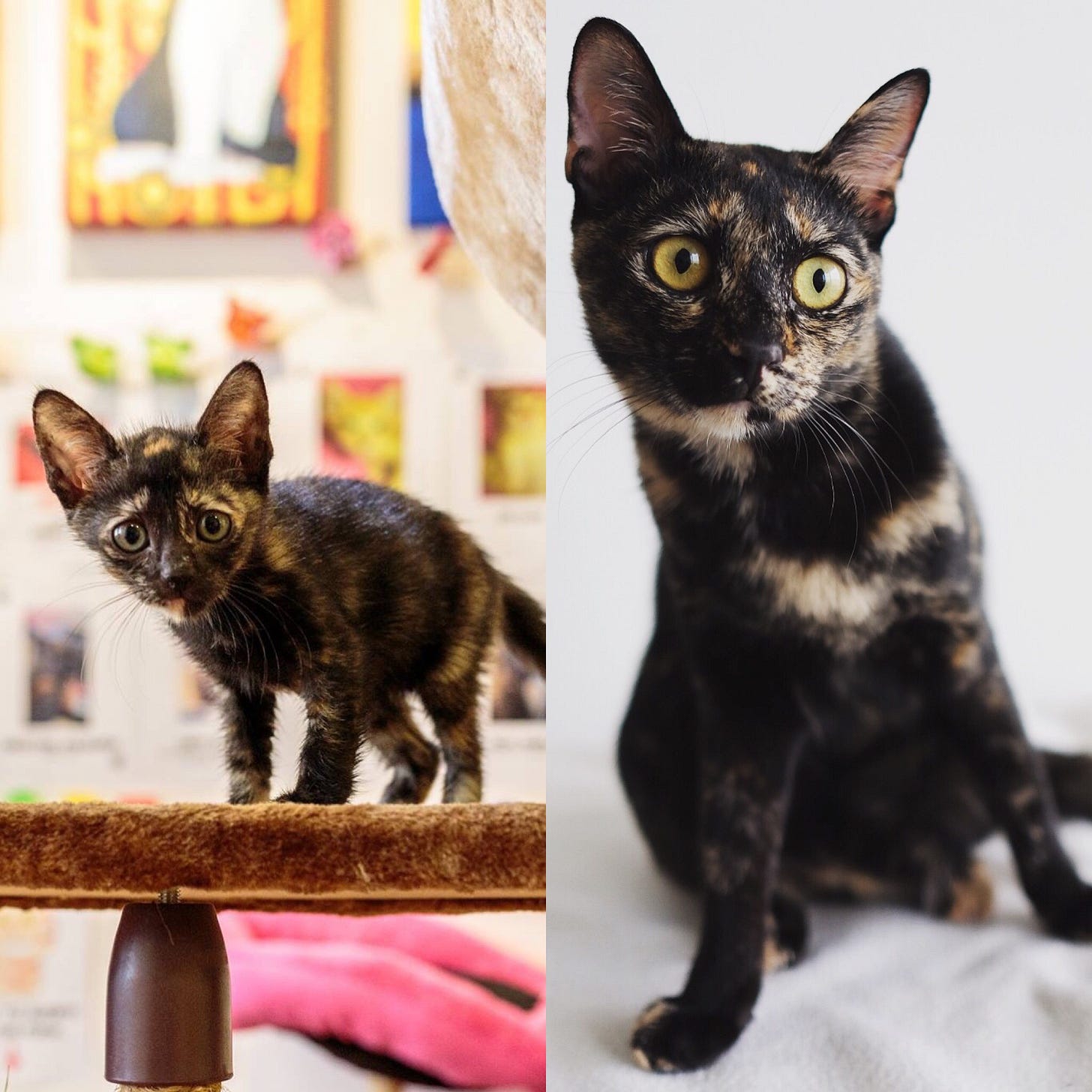 black striped cat
