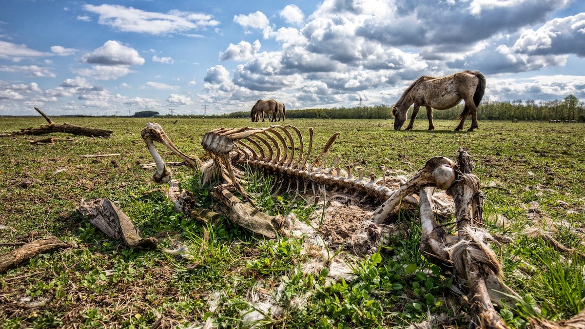 Doodschieten grote grazers Oostvaardersplassen moet populatie verkleinen |  de Volkskrant