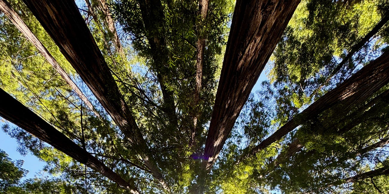 On Watching the Mob Ascend