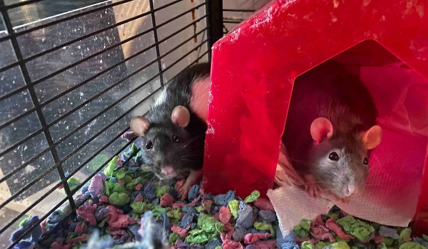 A cage containing two rats. One is black and white and is positioned near the cage bars, while the other is brown and partially inside a red plastic house. The cage floor is lined with colorful shredded paper bedding.