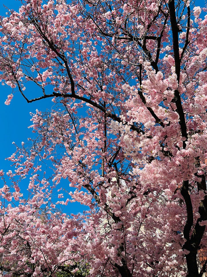 Cherry Blossom and Dogwood tree photos from Spring 2024 in Washington DC