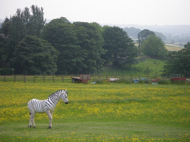File:A Moorlands Zebra^ - geograph.org.uk - 469971.jpg