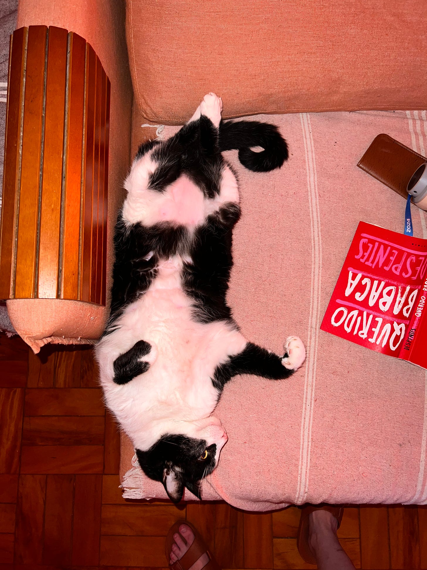 Gato Horácio deitado de barriga pra cima no sofá. Ao lado dele, está o livro Querido Babaca, da Despentes