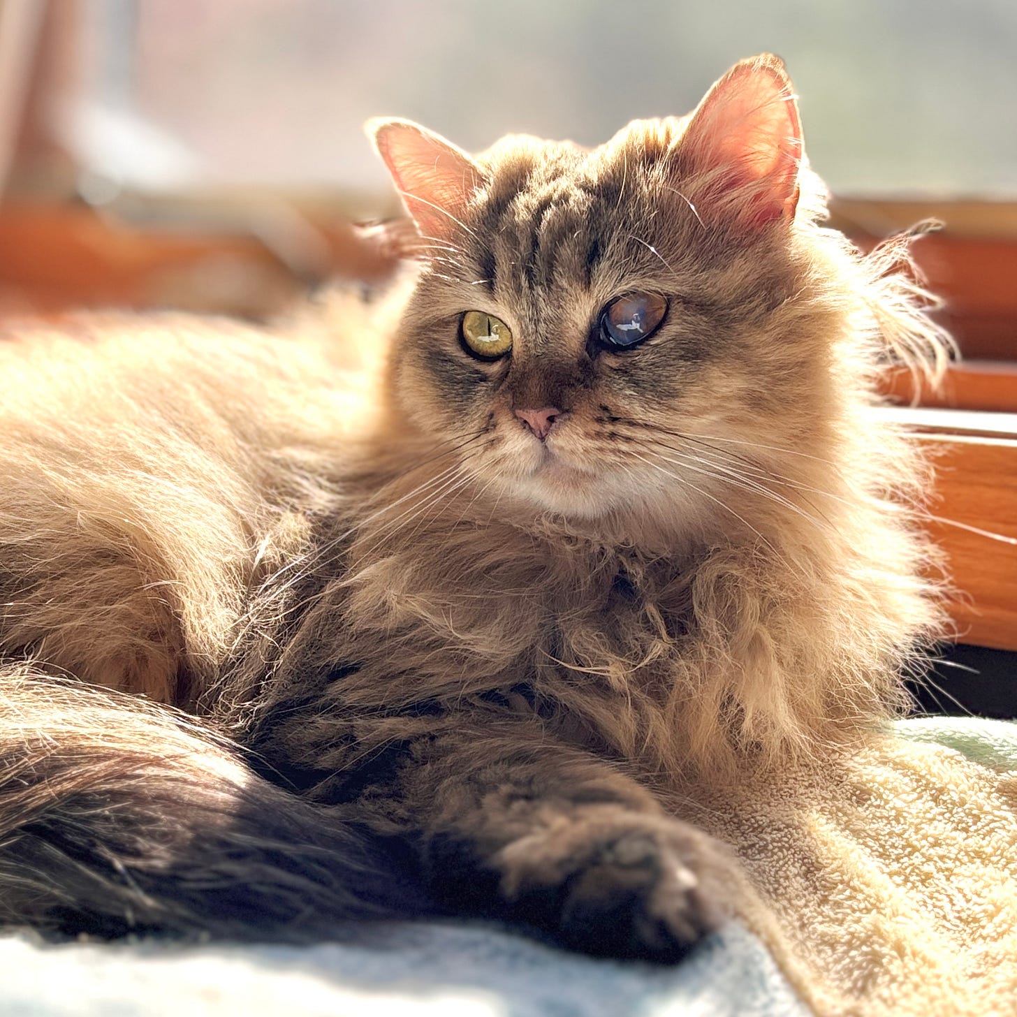 long haired cat sitting in sun
