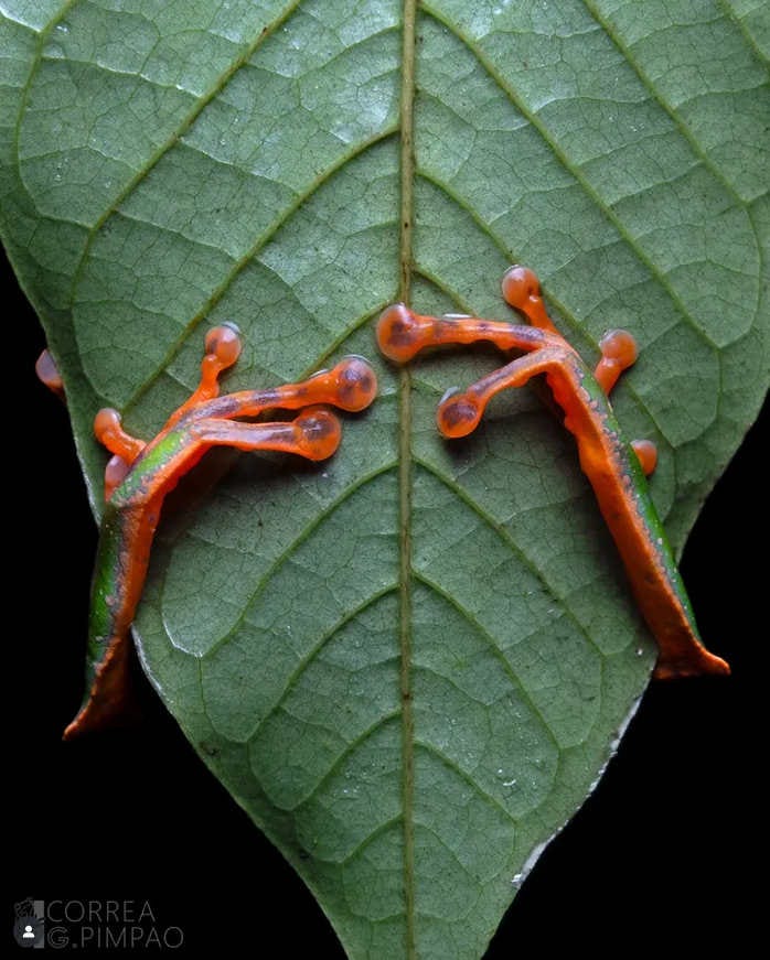 una rana abrazando una hoja, en la imagen solo se ve el envés de la hoja y las patas rojas de la rana agarrándola