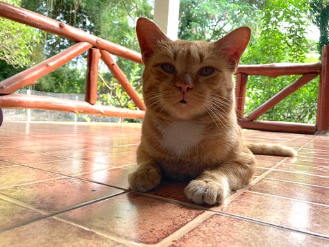 Orange cat shown in three scenes: on a tiled porch, resting on a wooden table indoors with other cats, and lying on a bed