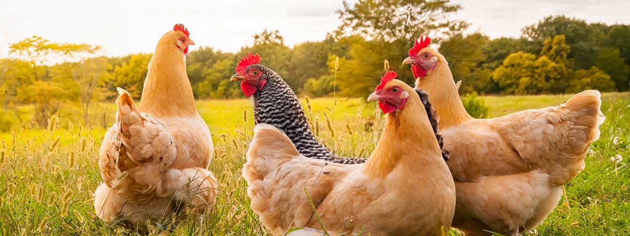 Poultry | Ohio Department of Health