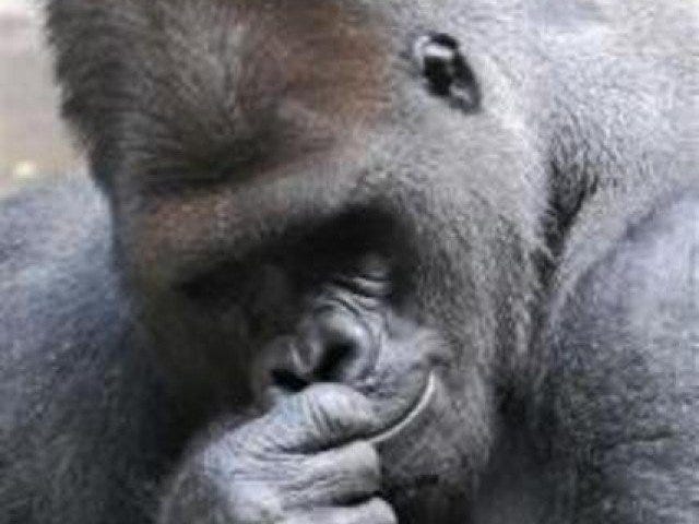 gorilla.jpg