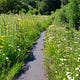Walking in Weeds