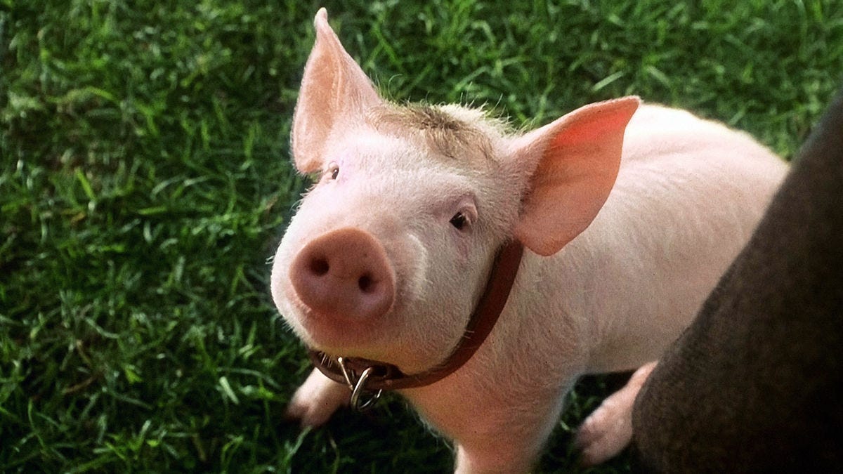 Babe (1995) directed by Chris Noonan • Reviews, film + cast • Letterboxd