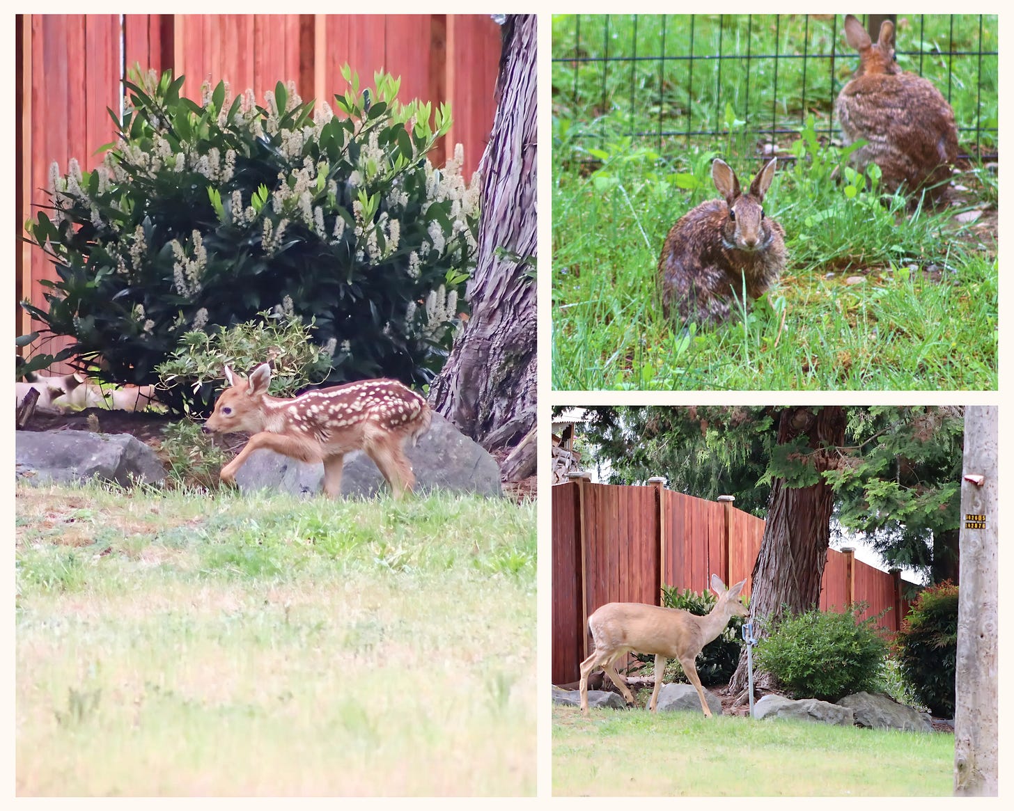 Photo collage showing three images of wildlife in a backyard setting: a spotted fawn walking on grass, two brown rabbits in tall green grass, and a deer foraging near a wooden fence and tree. Photo collage showing three images of wildlife in a backyard setting: a spotted fawn walking on grass, two brown rabbits in tall green grass, and a deer foraging near a wooden fence and tree.