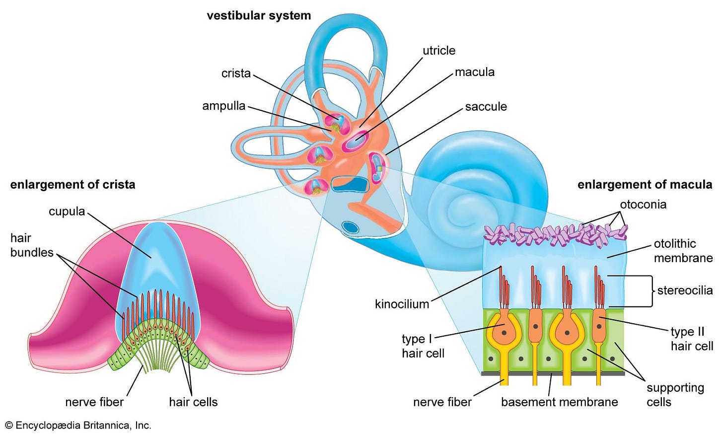 Human nervous system - Vestibular, Sensory, Motor | Britannica