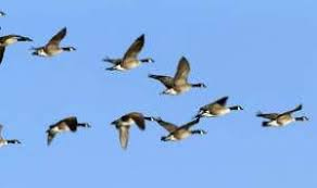 LEADERSHIP IN THE LSP AND HIGH-FLYING GEESE by Randall Mullins | The Lynching Sites Project of Memphis LEADERSHIP IN THE LSP AND HIGH-FLYING GEESE by Randall Mullins | The Lynching Sites Project of Memphis