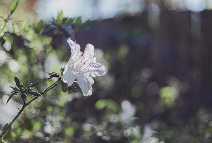 Nicole Goodrum Photography
