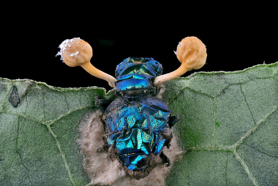 el cadáver de una mosca azul del que salen dos hongos parásitos el cadáver de una mosca azul del que salen dos hongos parásitos
