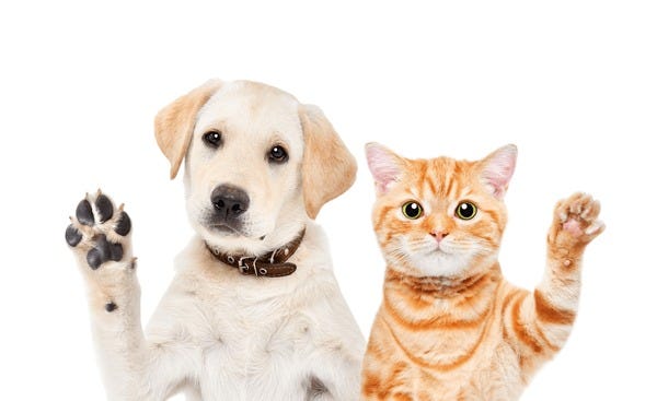 492+ Thousand Animal Paws Isolated Royalty-Free Images, Stock Photos &  Pictures | Shutterstock