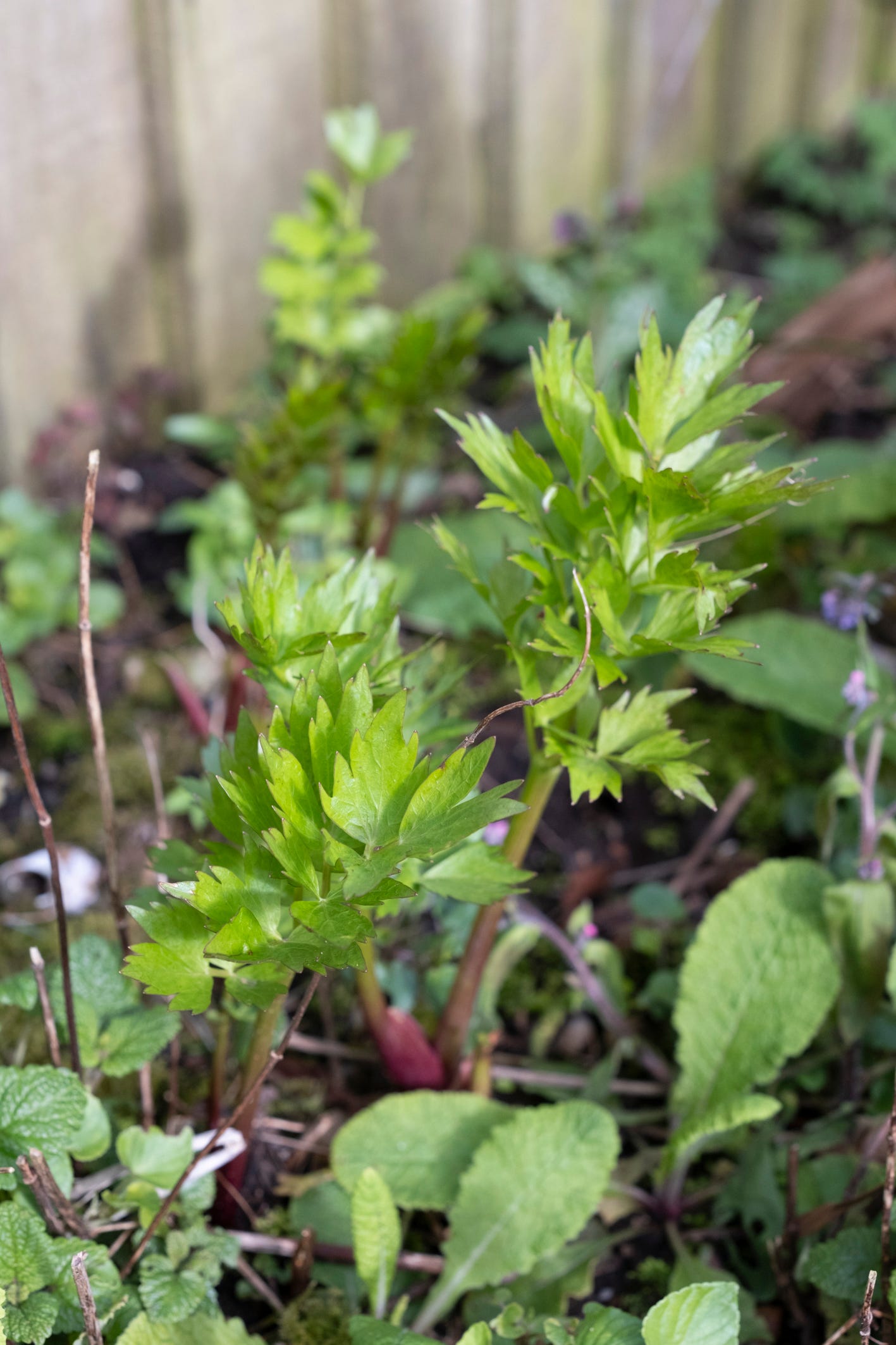 Lovage